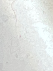 Unidentifiable insect/bug