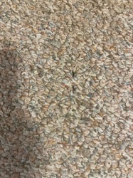 Carpet Beetle (larva)