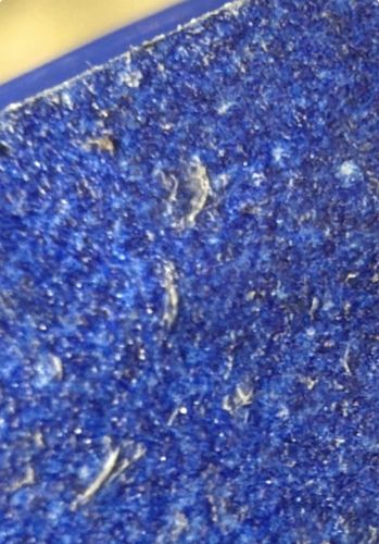 Carpet Beetle Larva (Shed skin/exuviae)