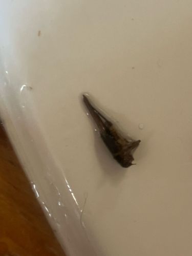 Cricket Nymph (Exoskeleton/Molted Skin)