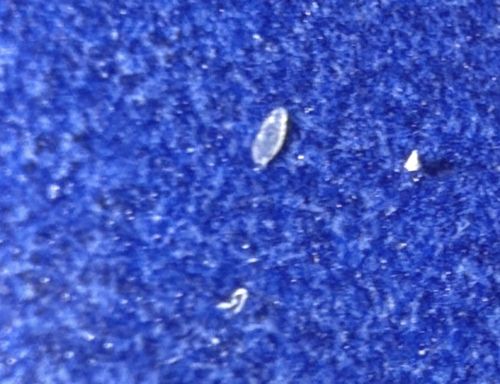 Tapeworm Segment (Proglottid)