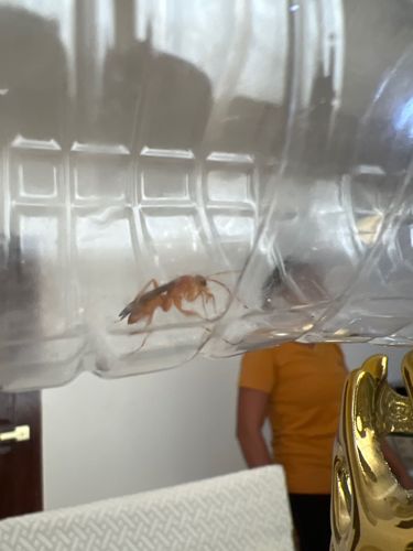 Cockroach Wasp, Asian Cockroach Wasp (likely)