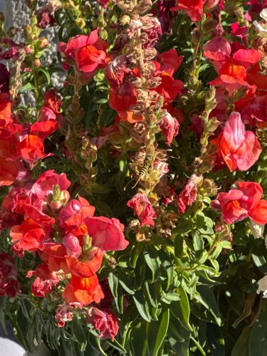 Paper Wasp (likely European Paper Wasp or similar species)