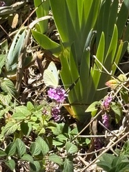 Cabbage White Butterfly