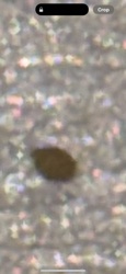 Carpet Beetle (larva)