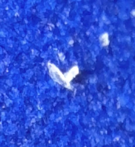 Drain Fly (also known as Moth Fly, Sink Fly, or Sewer Gnat)