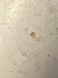 Too blurry to identify