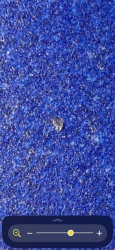 Lace Bug Nymph (Shed Skin/Exoskeleton)