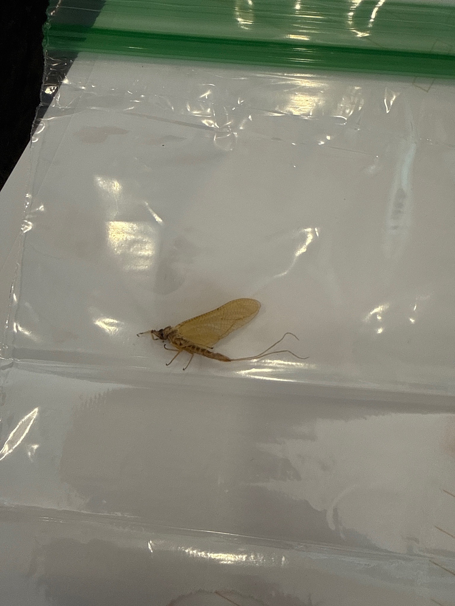 Caddisfly