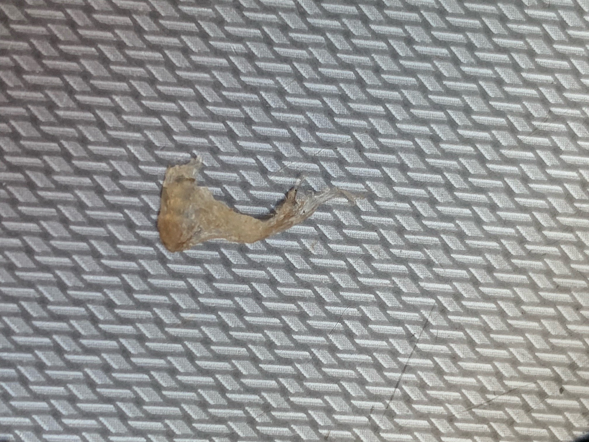 Caddisfly larva (case-bearing caddisfly)