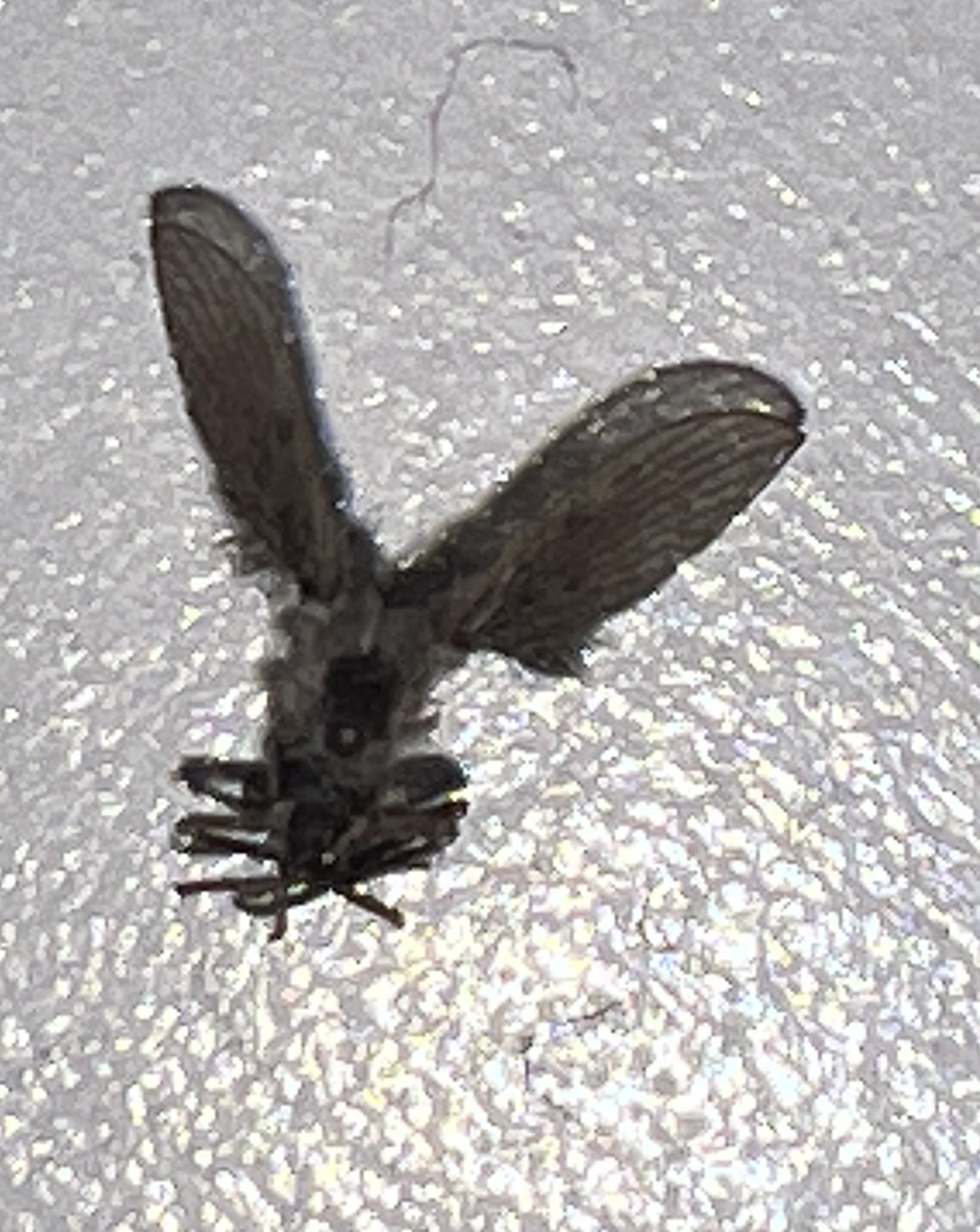 Caddisfly (likely a microcaddisfly)