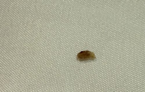Bed Bug (Nymph)