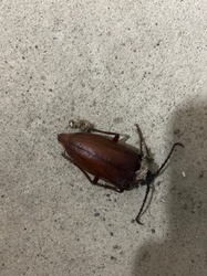 California Root Borer