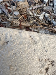 Carpenter Ant
