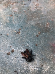 Carpenter Bee