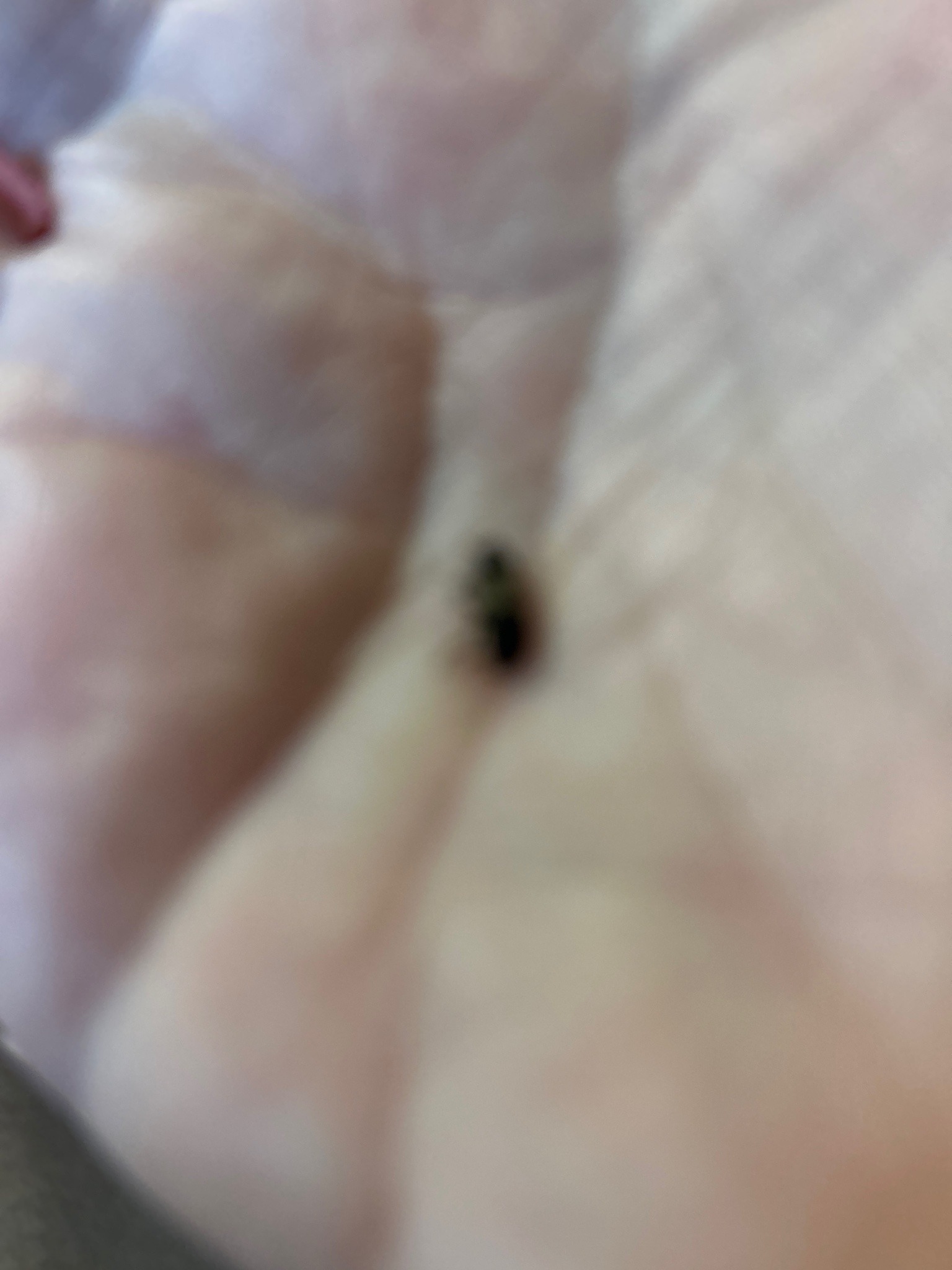 Carpet Beetle