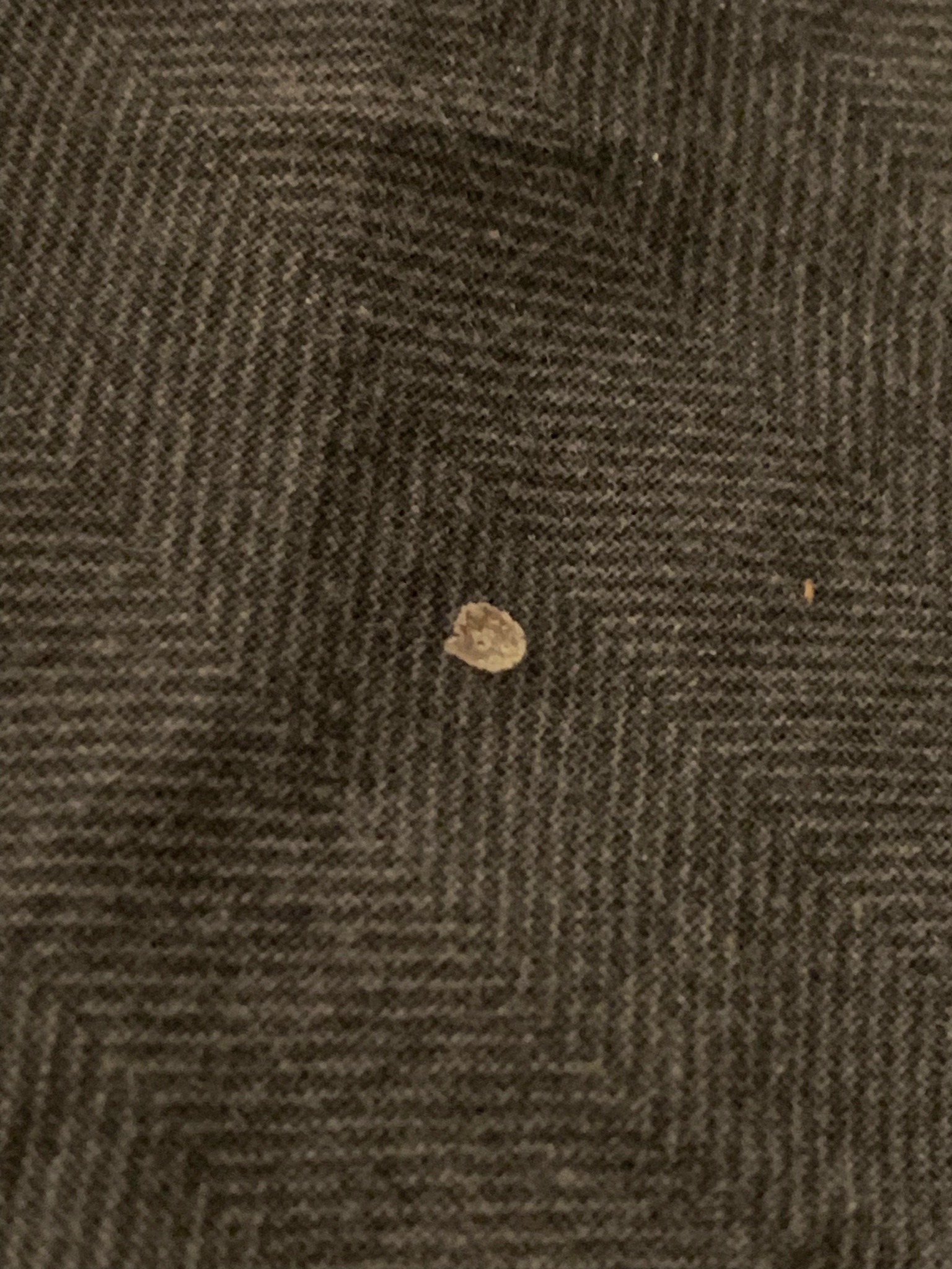 Carpet Beetle