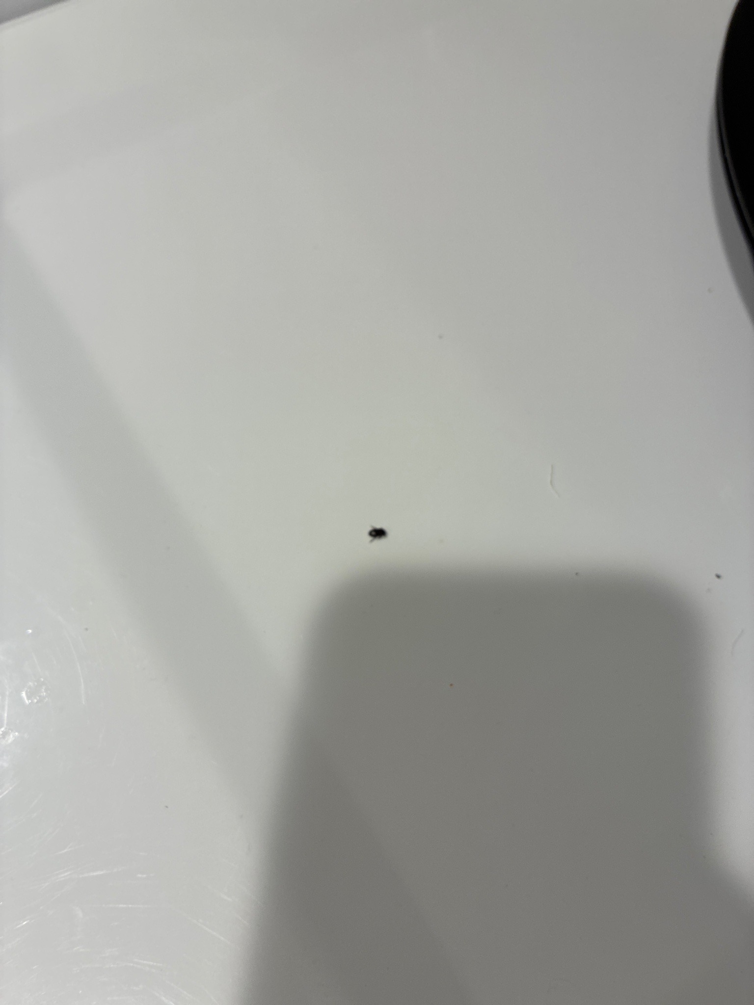 Carpet beetle