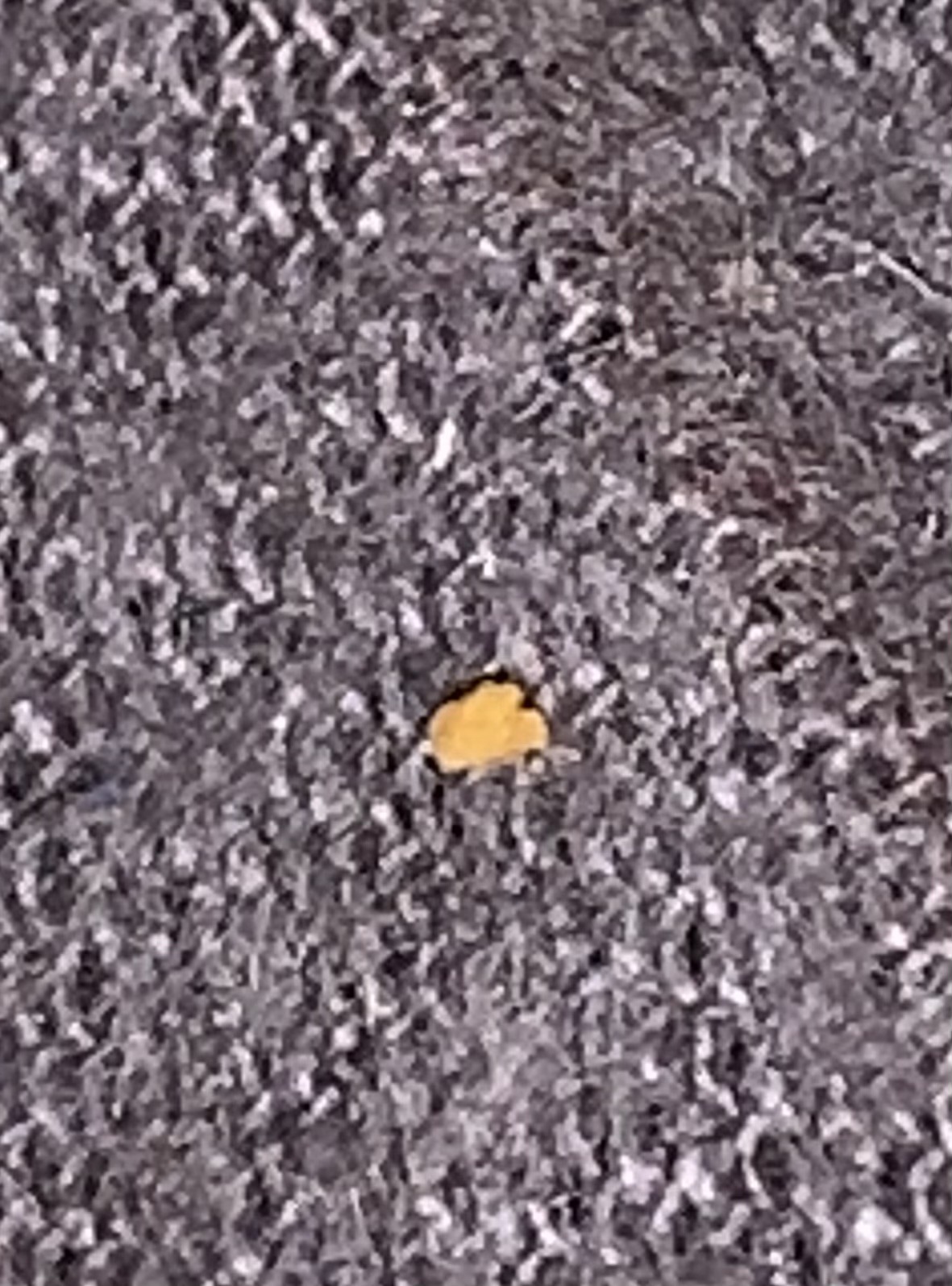 Carpet Beetle