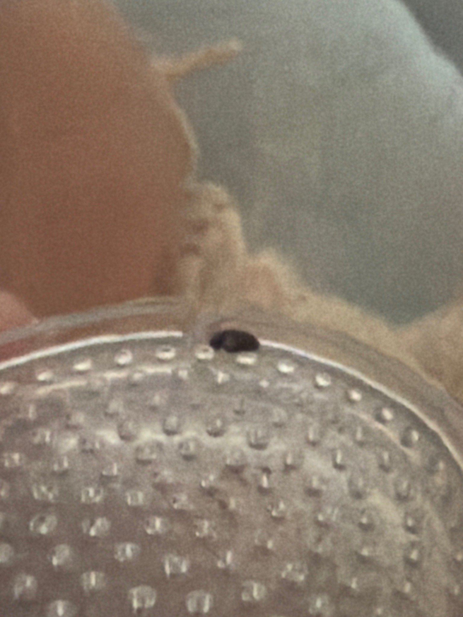 Carpet Beetle