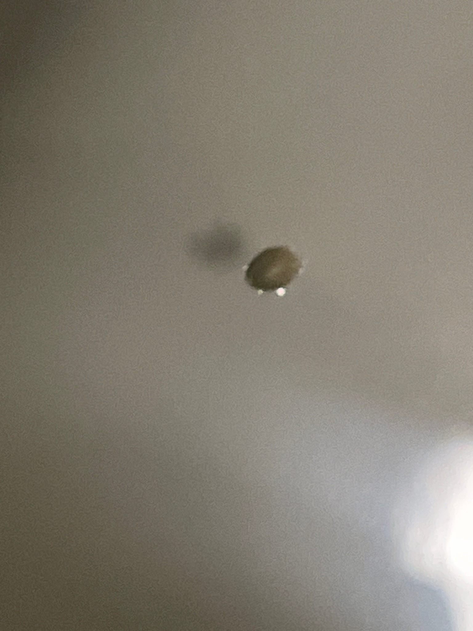 Carpet Beetle