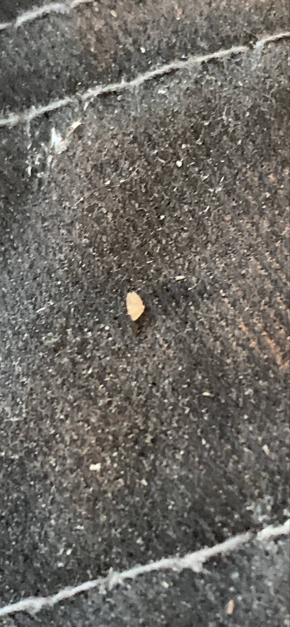 Carpet beetle