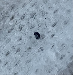 Carpet Beetle (Larva)