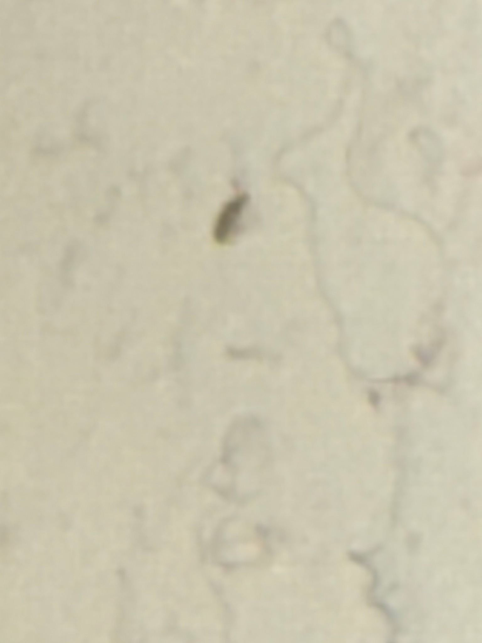 Carpet Beetle (Larva)