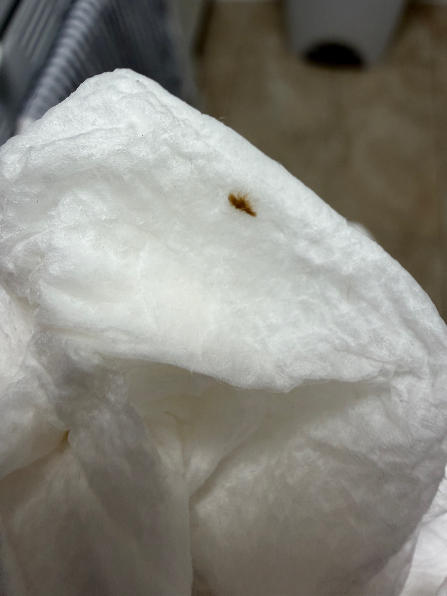 Carpet beetle larva