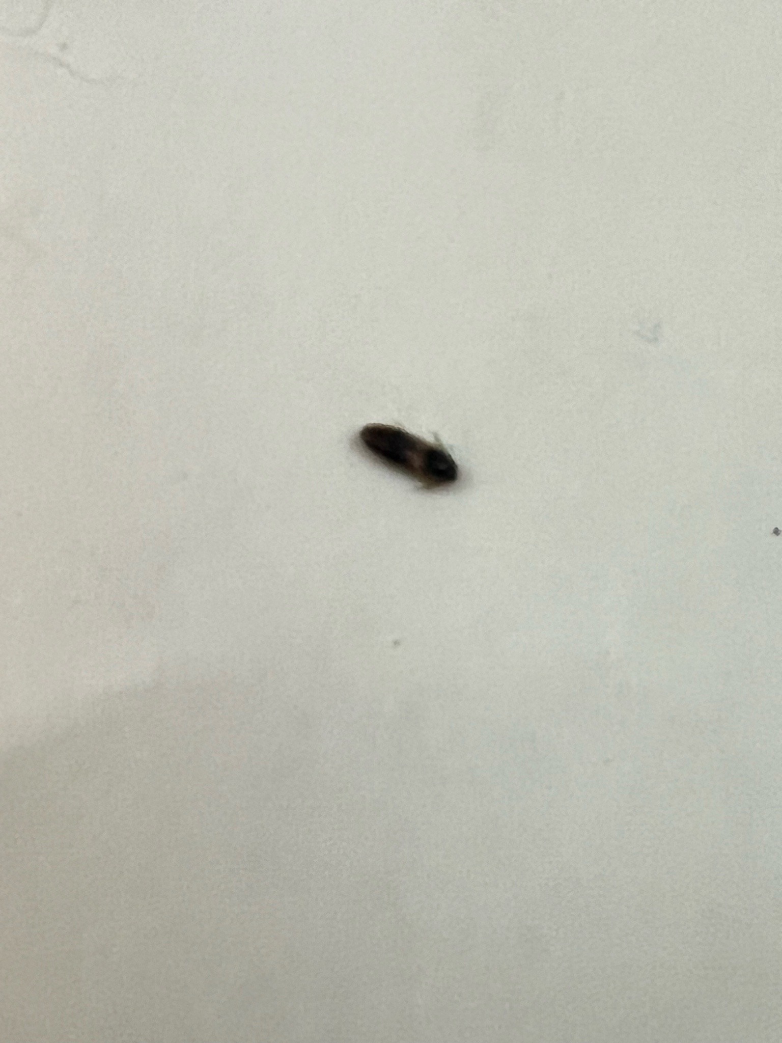 Carpet Beetle Larva