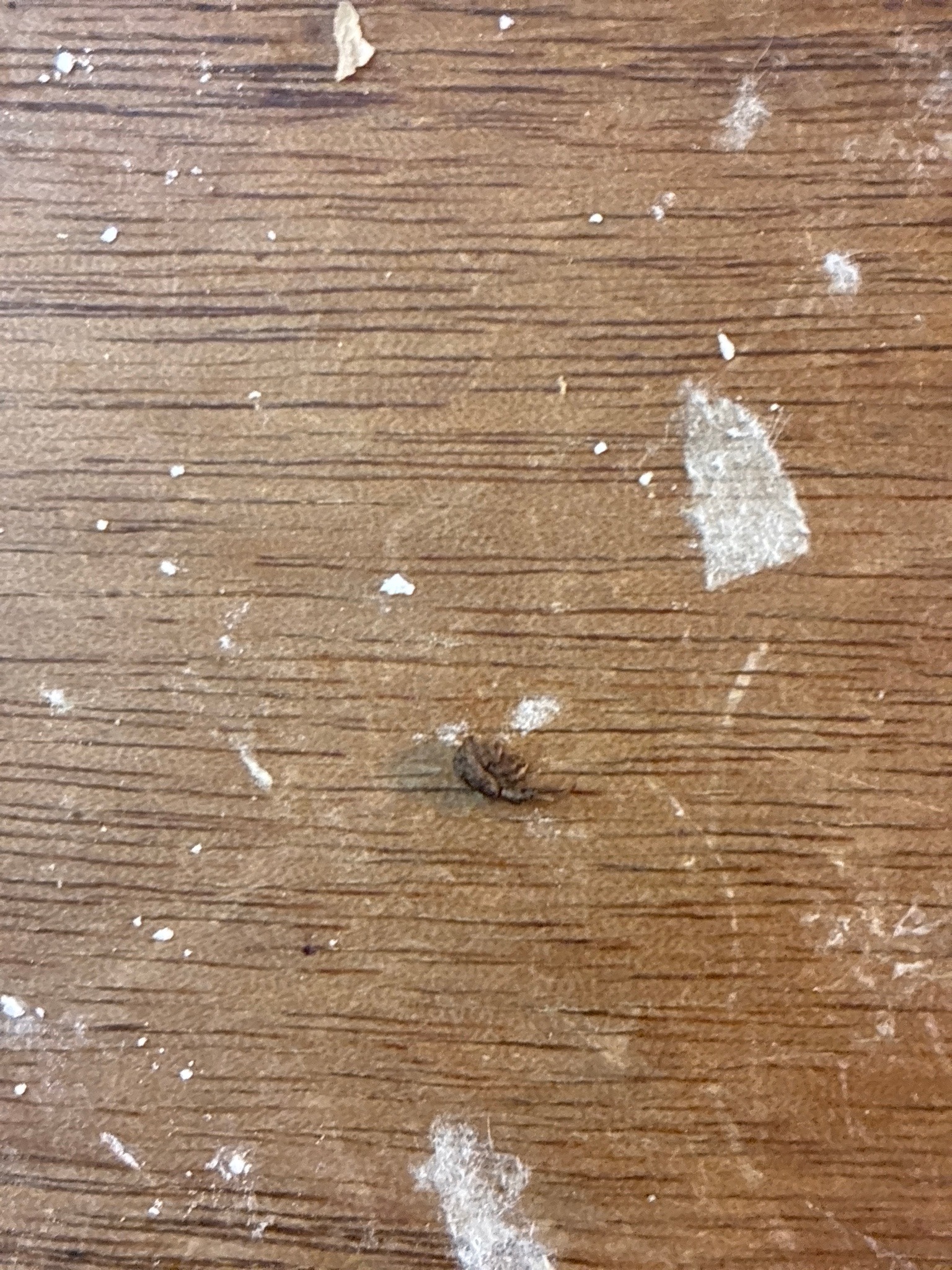 Carpet beetle larva
