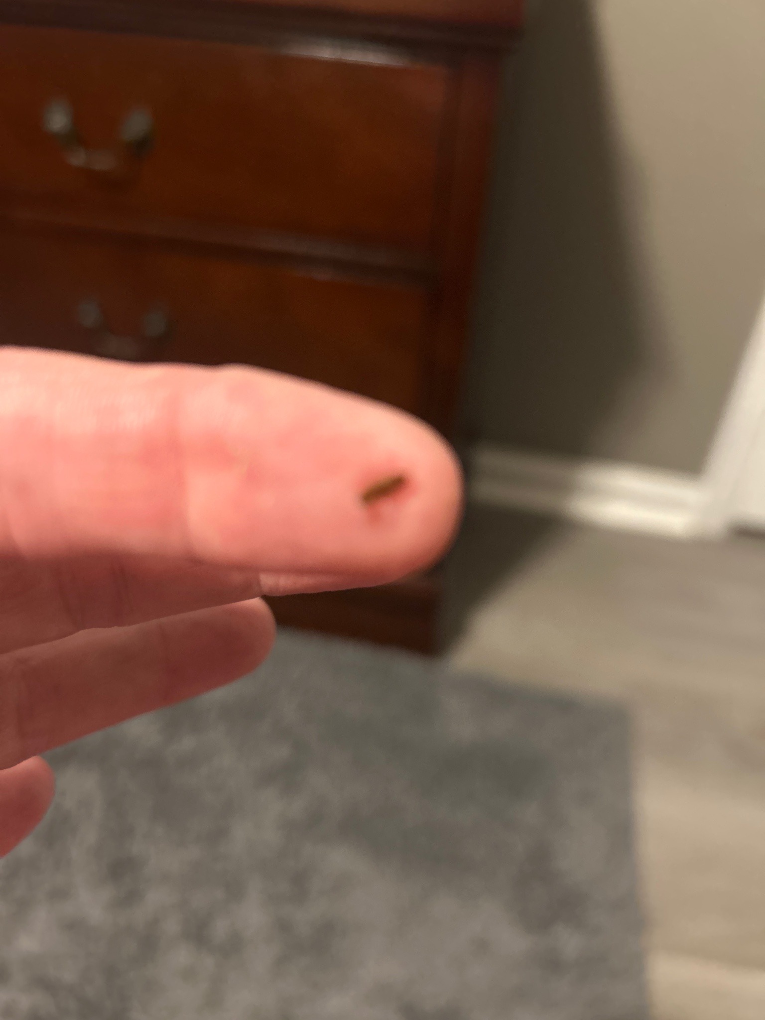 Carpet Beetle Larva