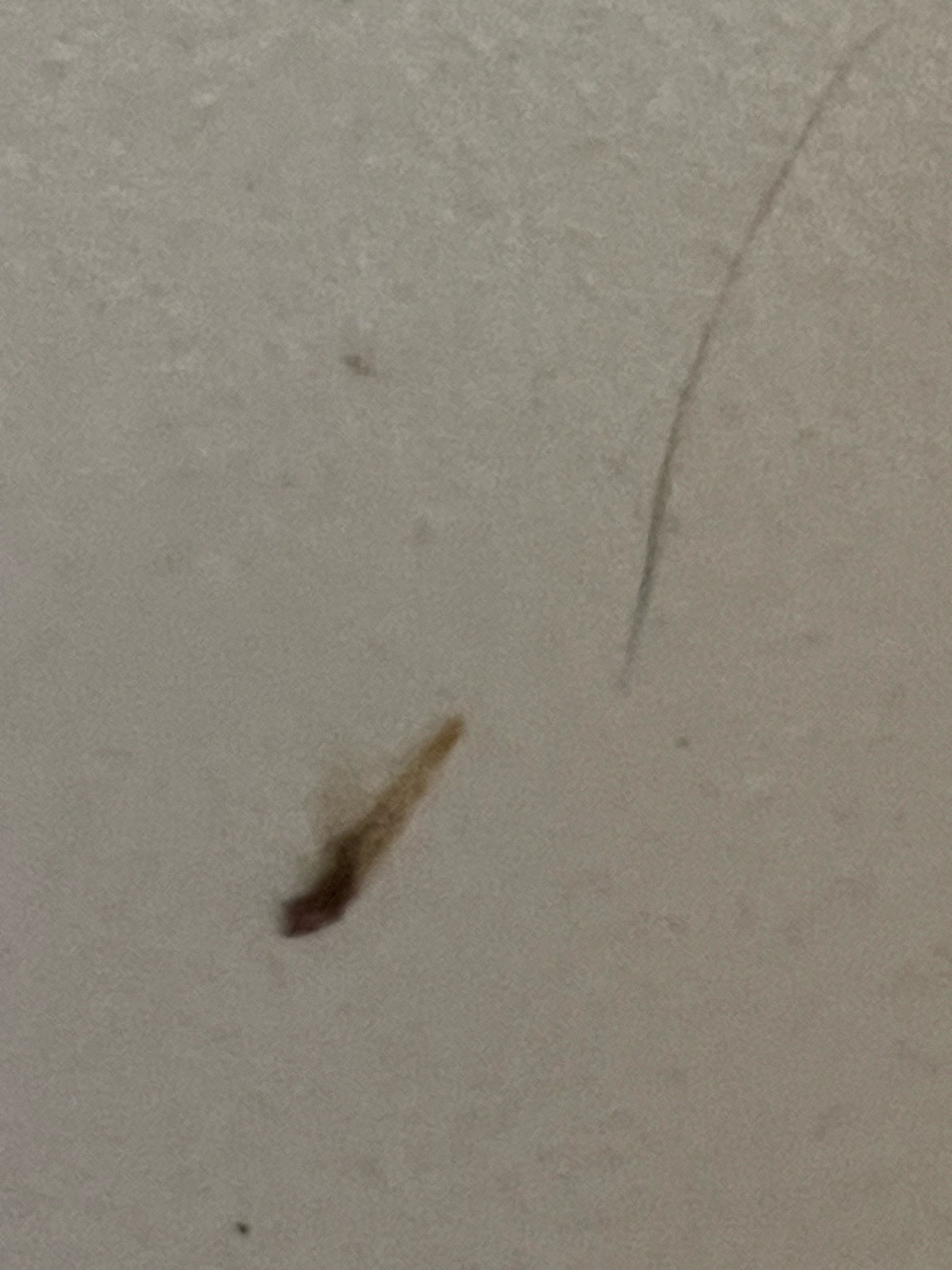 Carpet Beetle Larva