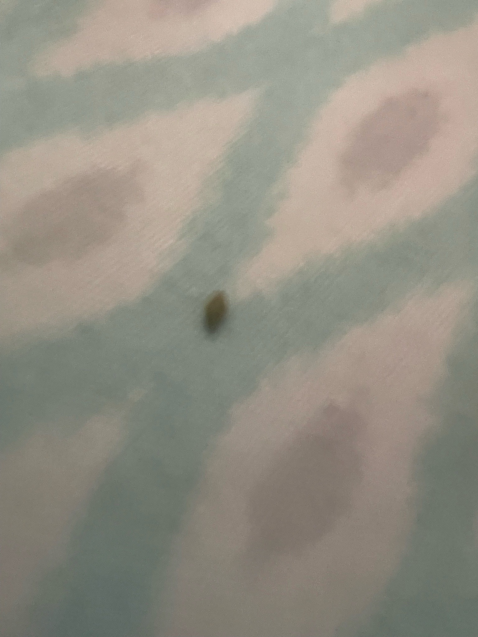 Carpet Beetle (Larva)
