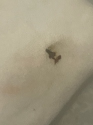 Carpet Beetle (Larva)