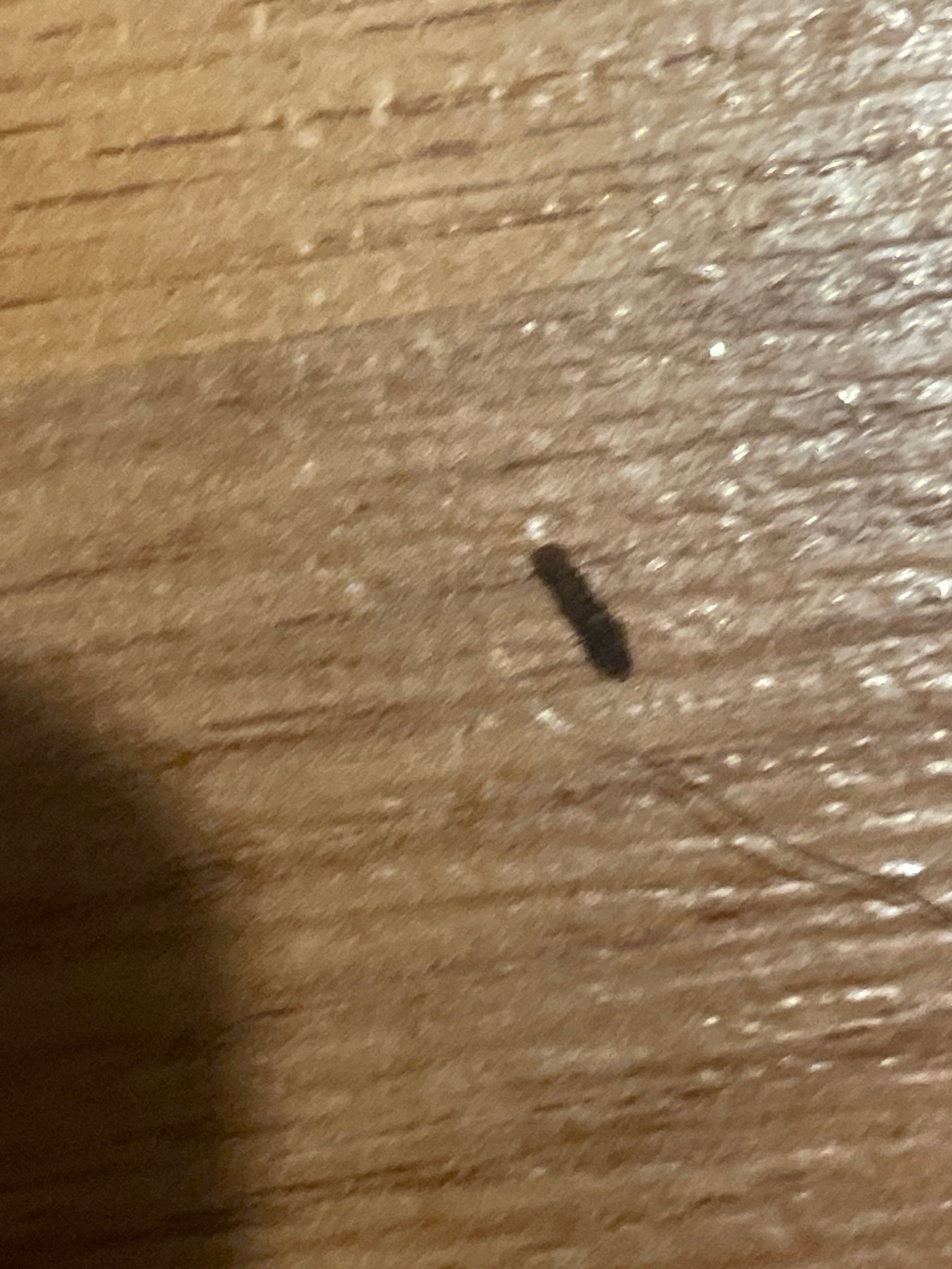Carpet Beetle Larva