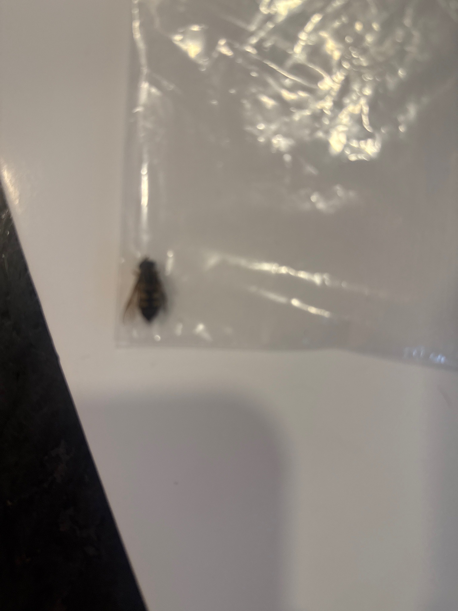 Carpet beetle larva (likely)