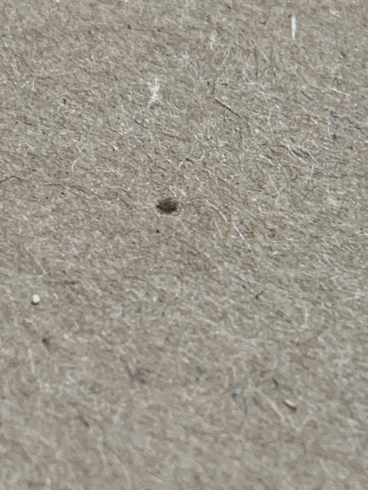 Carpet beetle larva (likely)