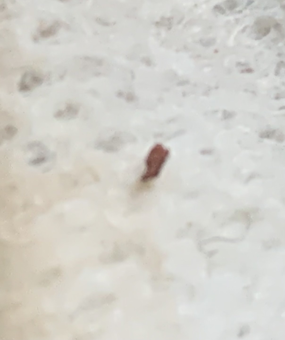 Carpet beetle larva (likely)