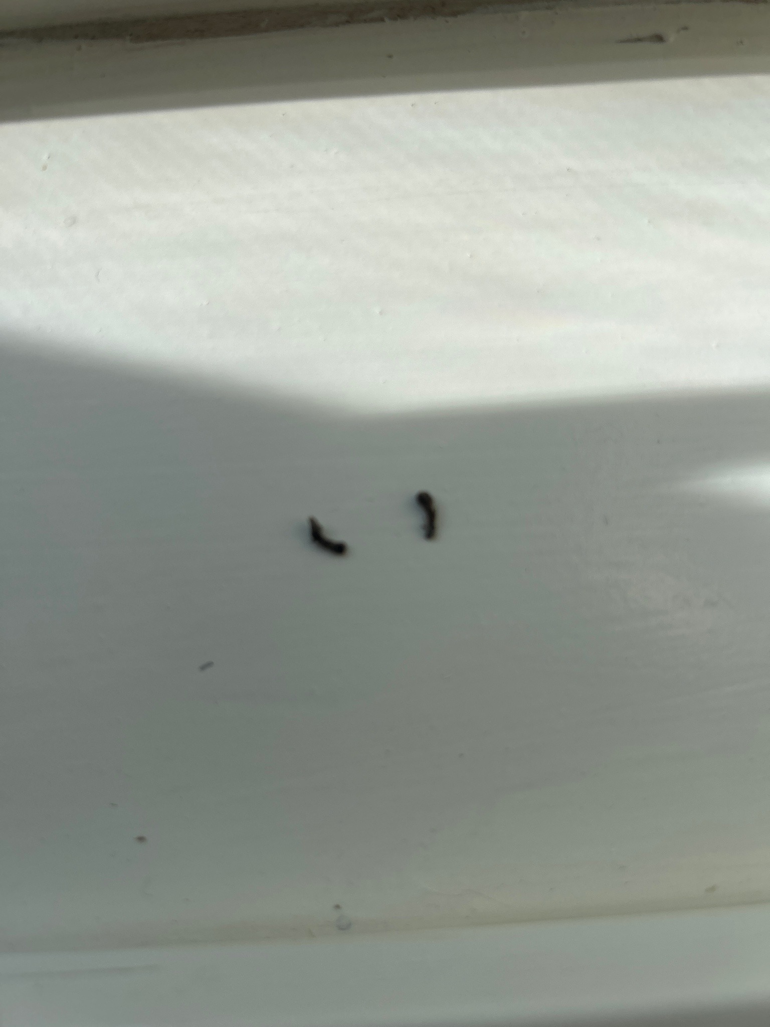 Carpet beetle larva (likely)