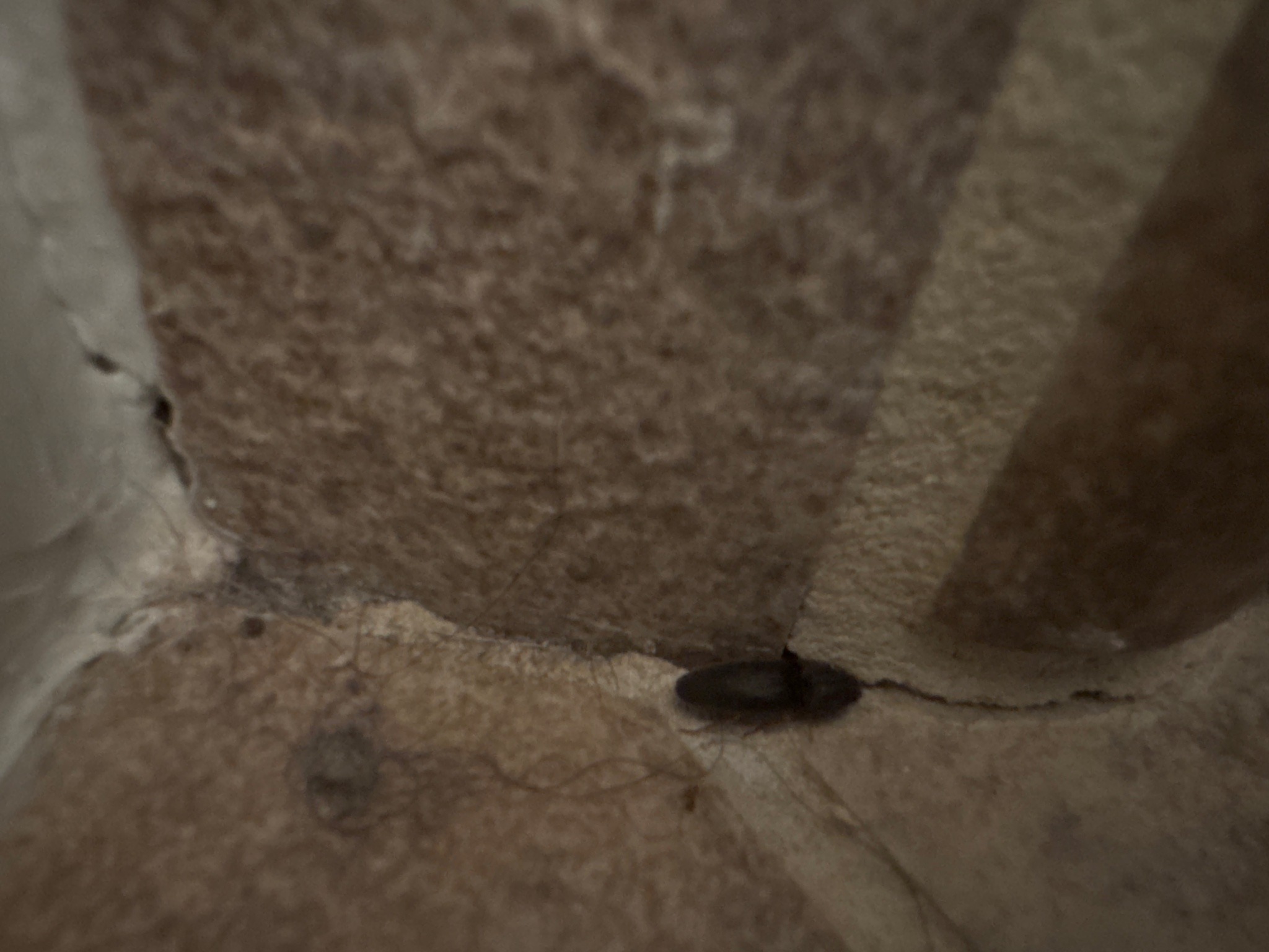 Carpet beetle larva (likely black carpet beetle)