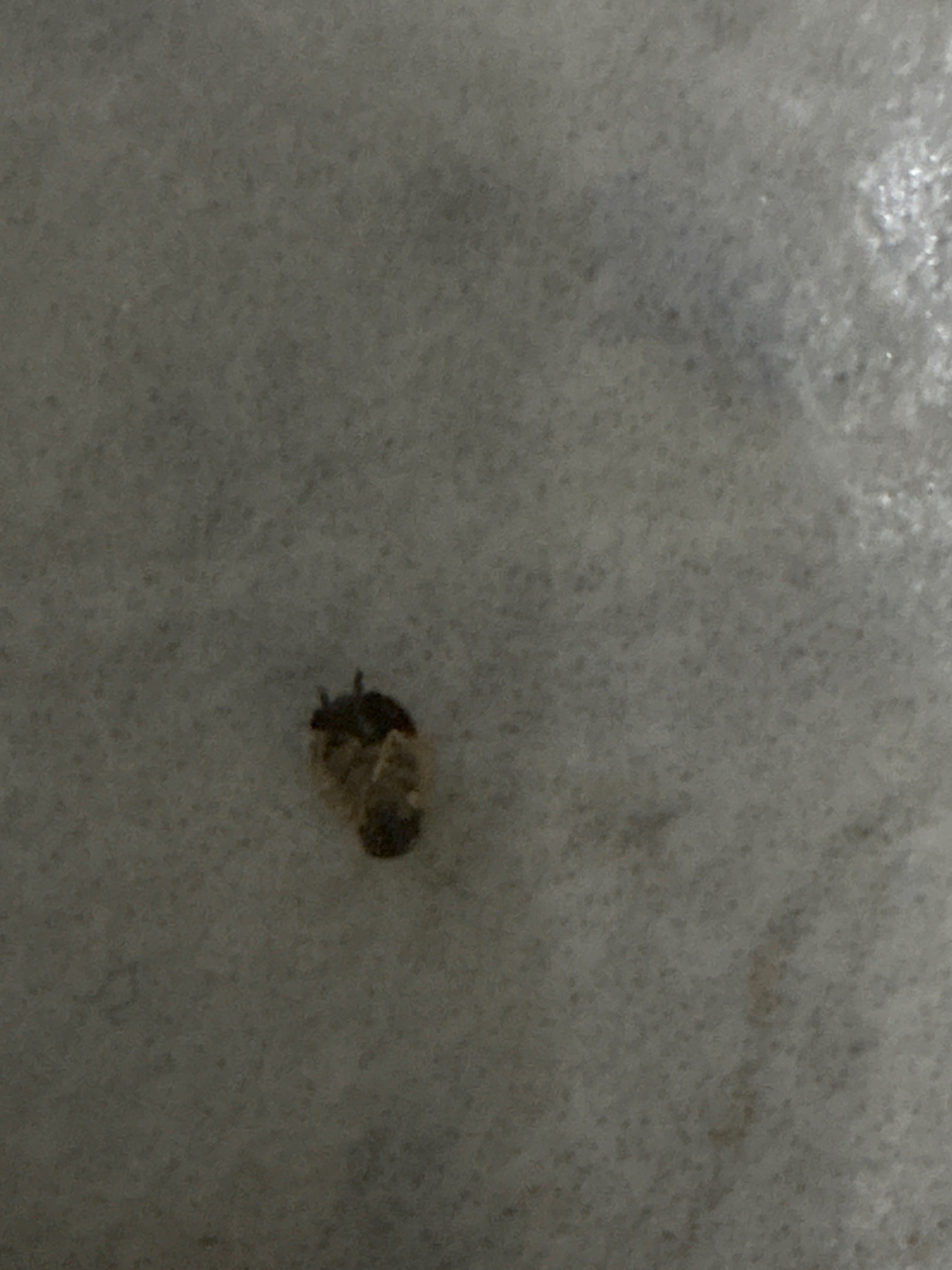 Carpet beetle larva (likely varied carpet beetle)