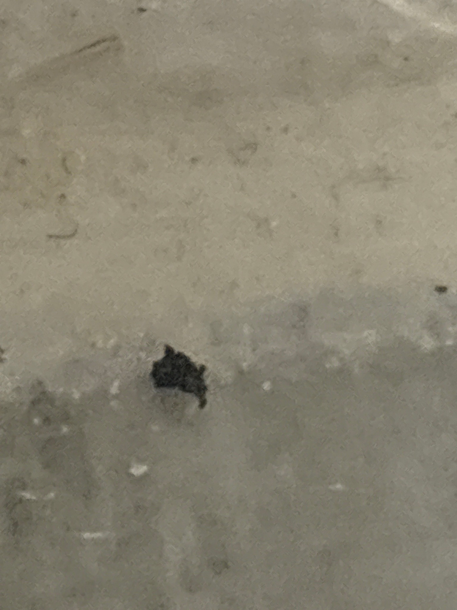 Carpet beetle larva (likely varied carpet beetle larva)