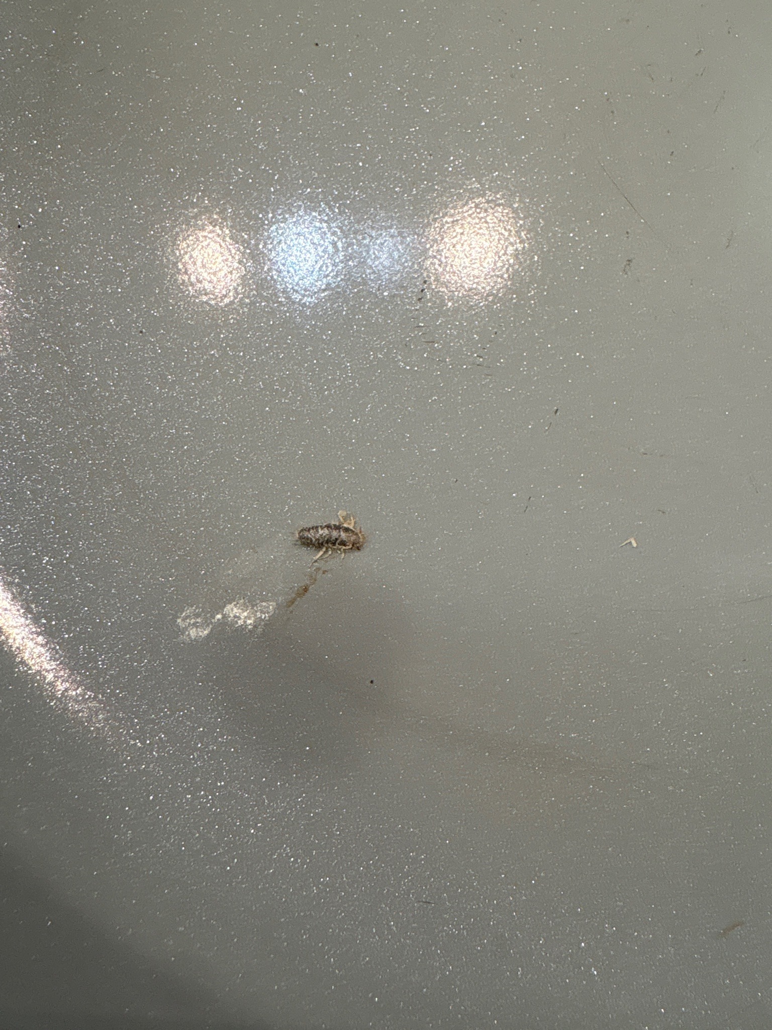 Carpet beetle larva (likely varied carpet beetle)