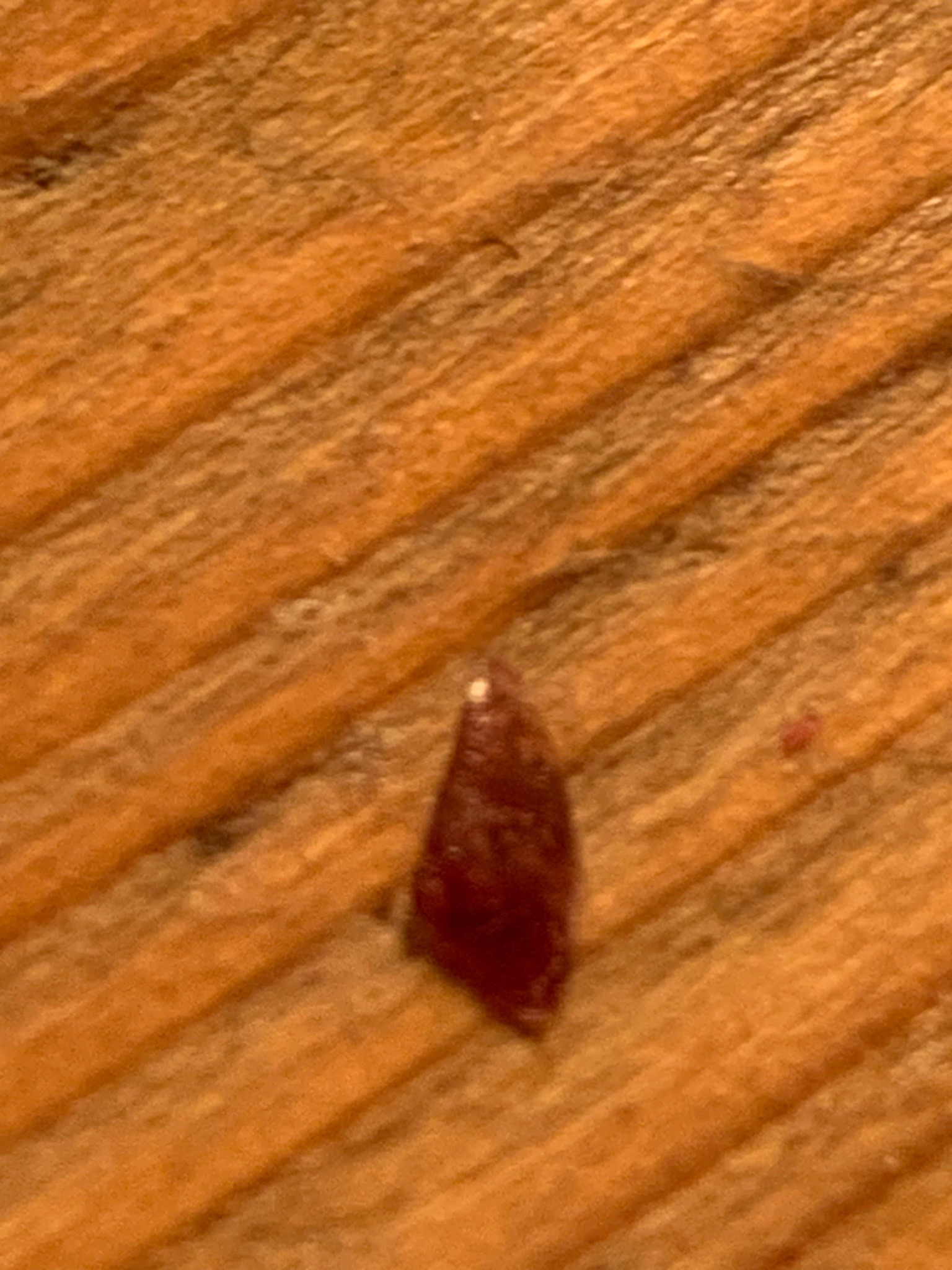 Carpet beetle larva (likely varied carpet beetle larva)