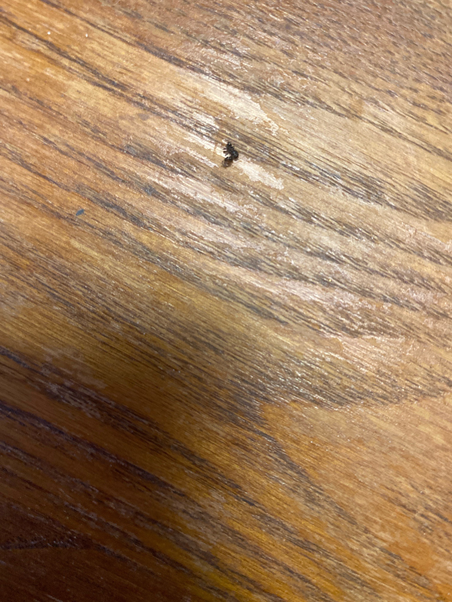 Carpet beetle larva (likely varied carpet beetle)