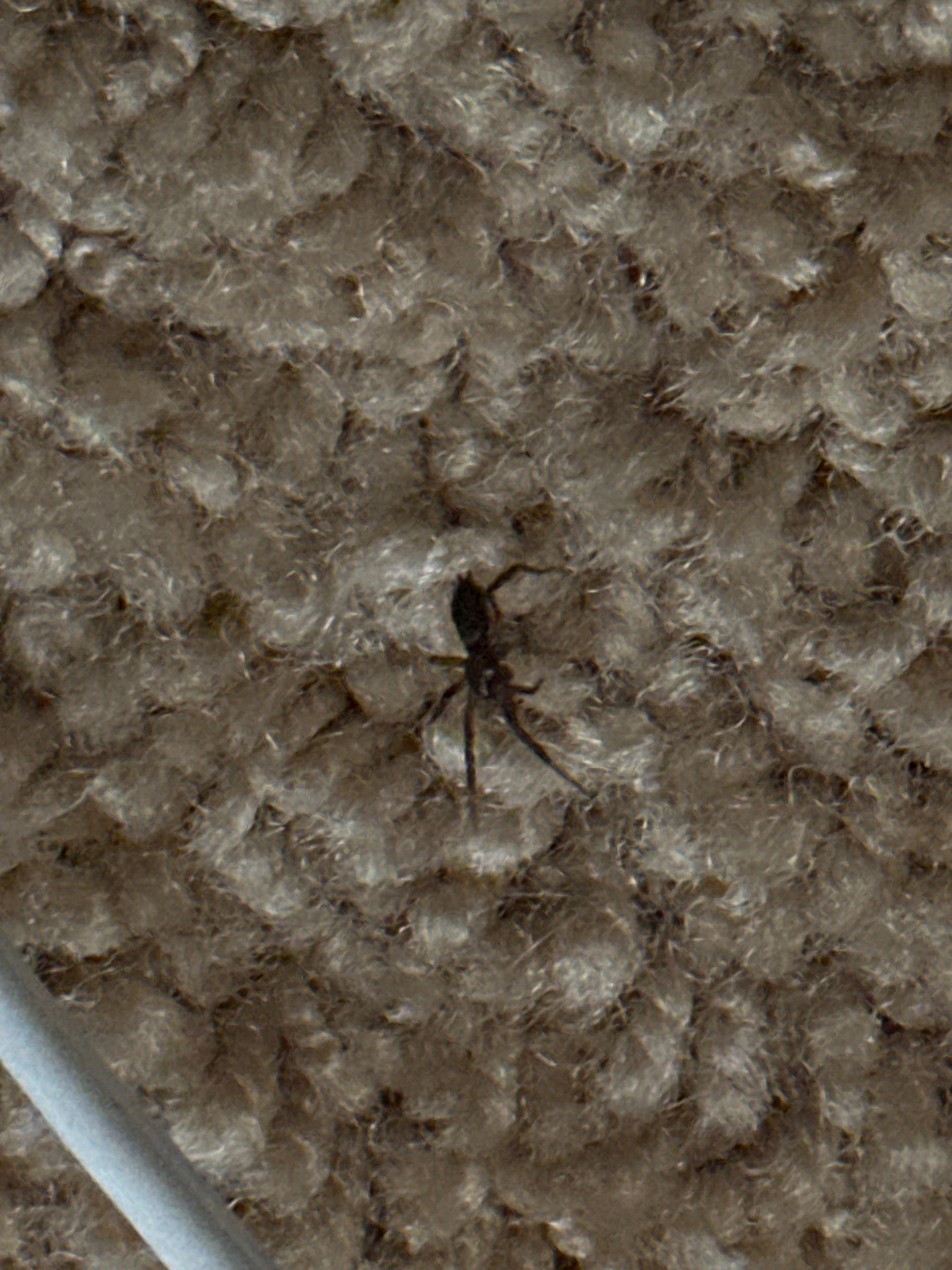 Carpet beetle larva (likely varied carpet beetle)