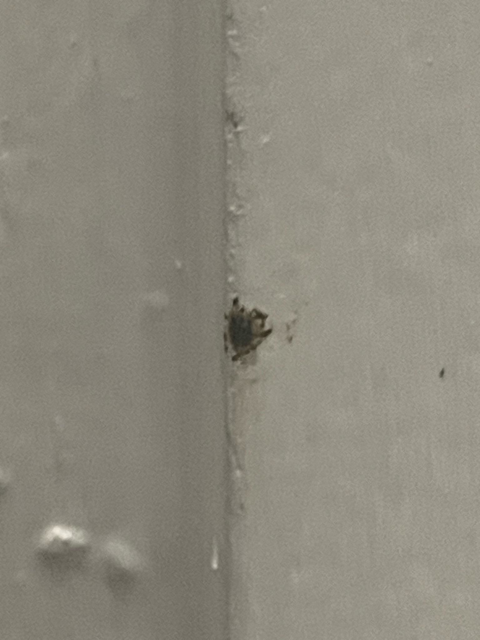 Carpet beetle larva (likely varied carpet beetle)