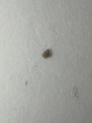 Carpet Beetle (Larva or Adult)