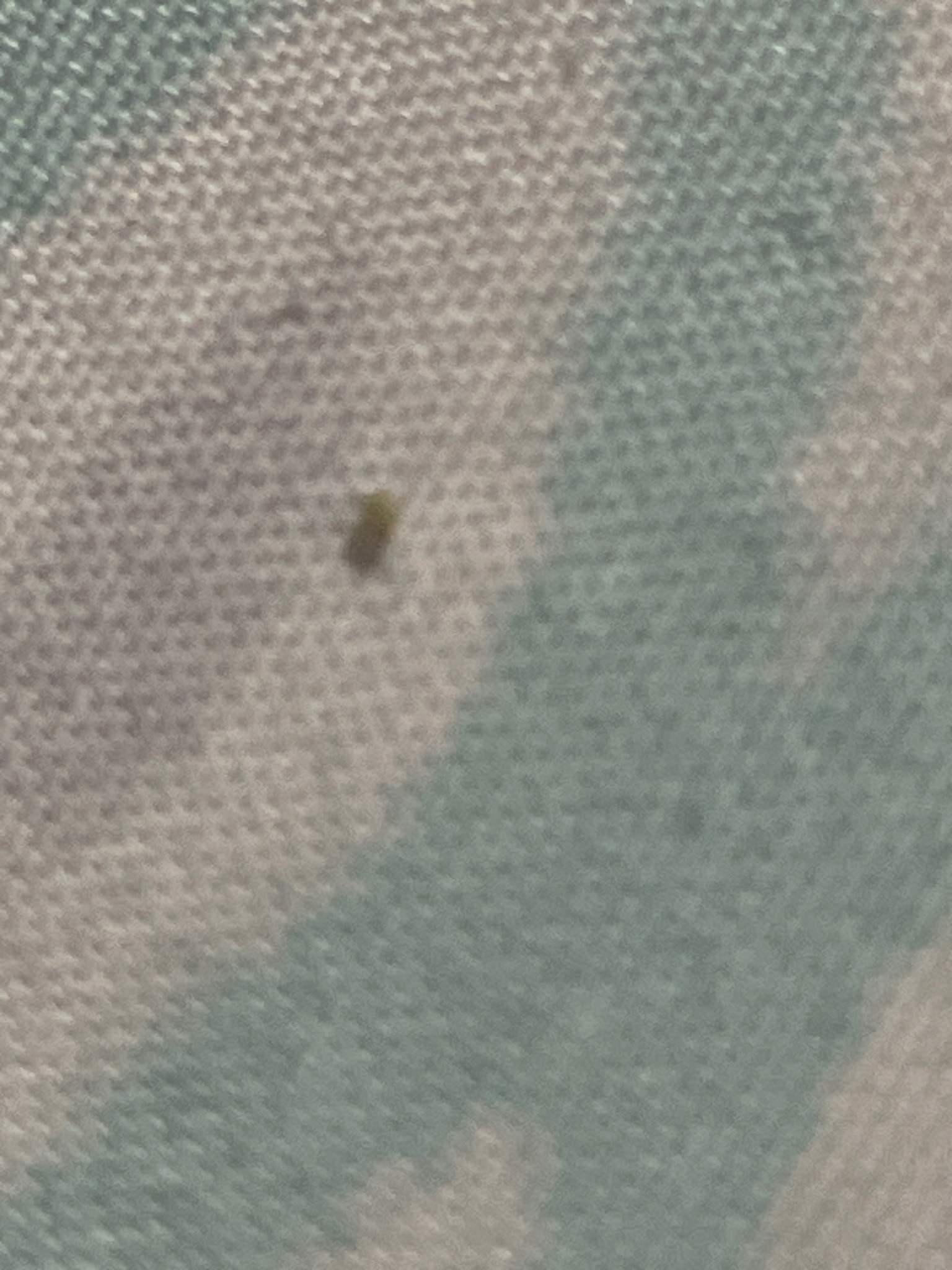 Carpet Beetle Larva (Varied or Furniture Carpet Beetle)